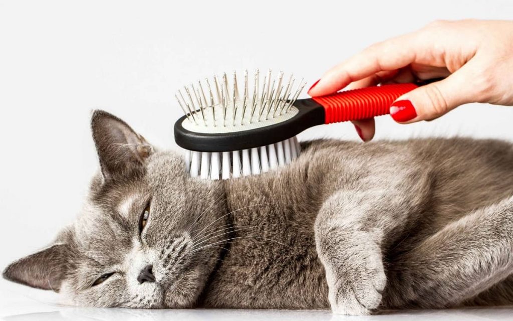 Affordable Pet Grooming Svnanny 1024x640 