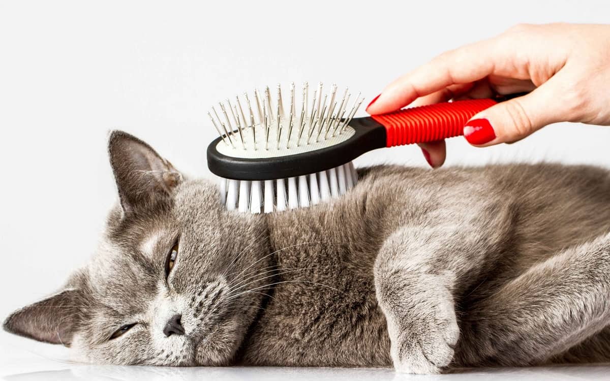Affordable Pet Grooming
